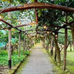 Sorrento Lemon Grove Experience with Local Product Tasting - Why You’ll Love This Experience