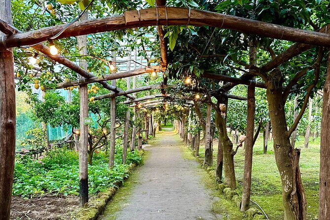 Sorrento Lemon Grove Experience with Local Product Tasting - Why You’ll Love This Experience