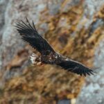 Sortland: Fjord and Sea Eagle Safari by RIB Boat - FAQ