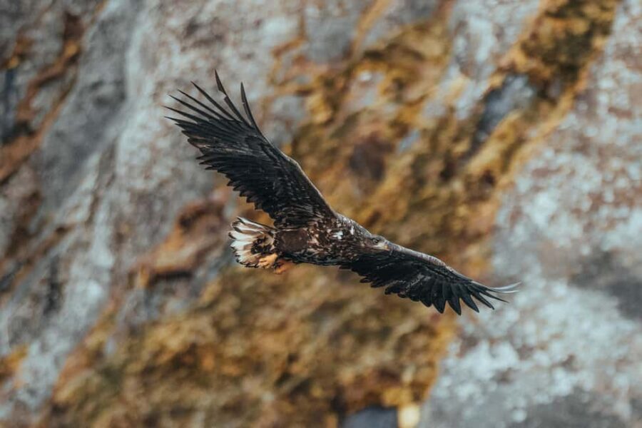 Sortland: Fjord and Sea Eagle Safari by RIB Boat - FAQ