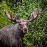 Sortland: Guided Arctic Moose Safari by Car - A Detailed Look at the Moose Safari Experience