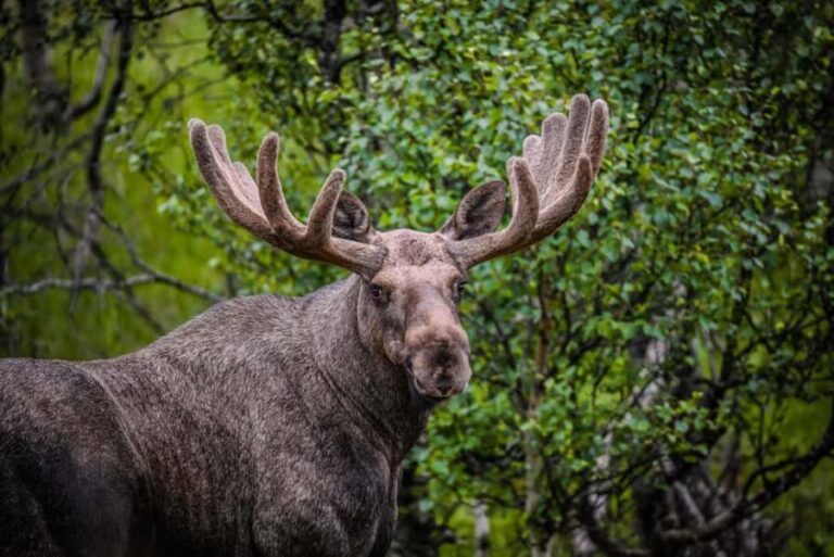 Sortland: Guided Arctic Moose Safari by Car - A Detailed Look at the Moose Safari Experience