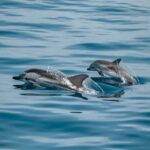 Sotogrande: Dolphin Watching Boat Trip with Drink - Why This Tour Offers Good Value