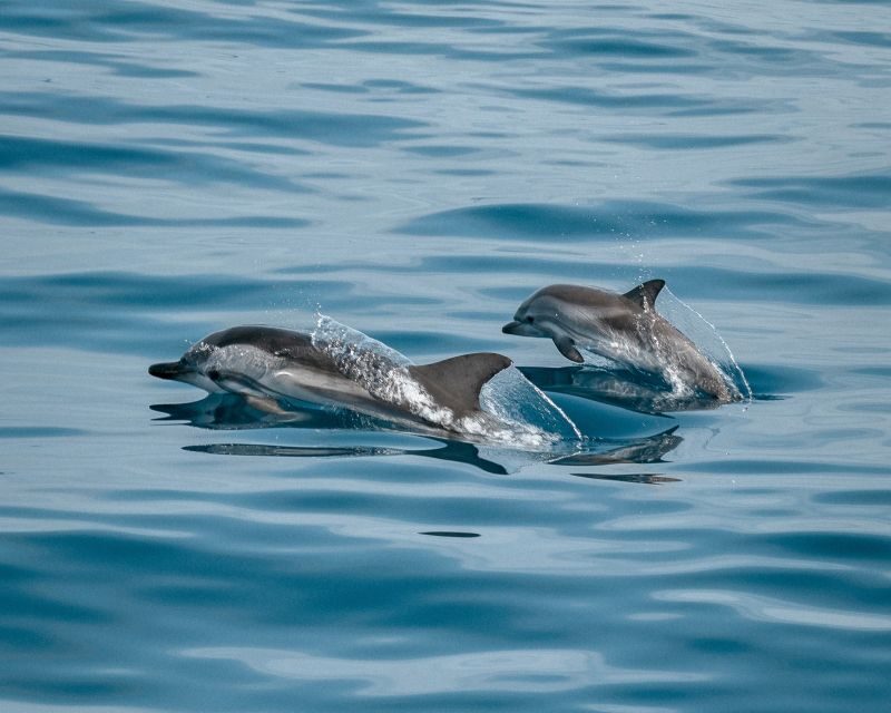 Sotogrande: Dolphin Watching Boat Trip with Drink - Why This Tour Offers Good Value