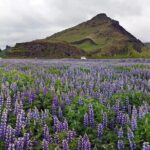 South Coast. Private Day Tour from Reykjavik - What Makes This Tour Stand Out?