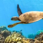 South Maui: Eco Friendly Molokini and Turtle Town Tour - A Deep Dive into the Maui Snorkel Adventure