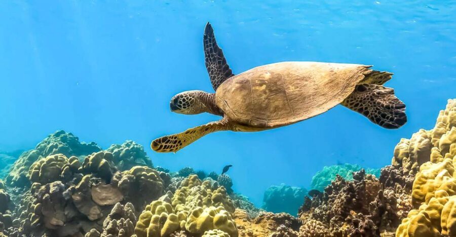 South Maui: Eco Friendly Molokini and Turtle Town Tour - A Deep Dive into the Maui Snorkel Adventure