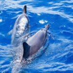 South Maui: Molokini & Turtle Adventure from Maalaea Harbor - An In-Depth Look at the Experience