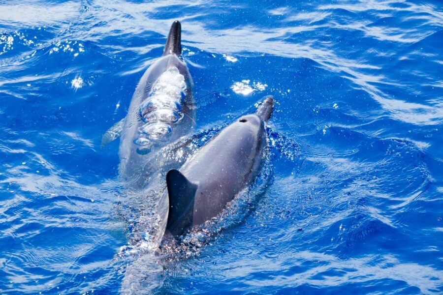 South Maui: Molokini & Turtle Adventure from Maalaea Harbor - An In-Depth Look at the Experience