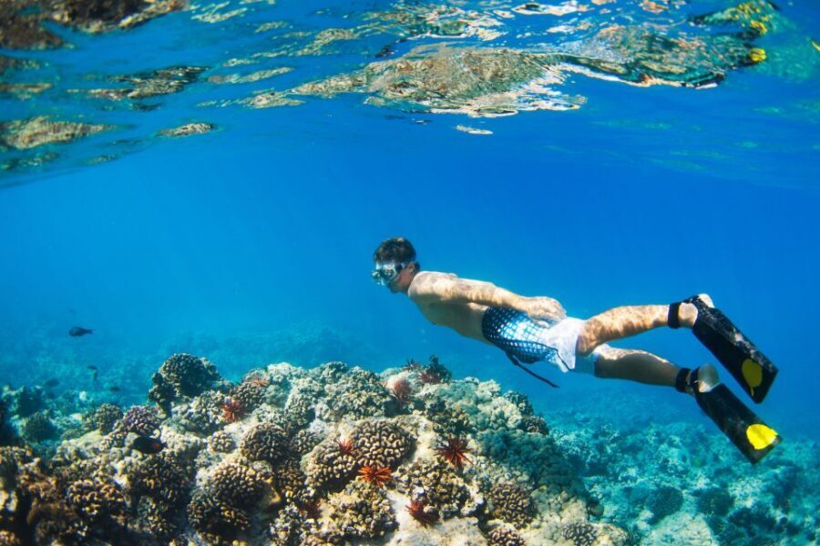 South Maui: Premium Turtle Town Kayak and Snorkel Tour - An In-Depth Look at the South Maui Premium Turtle Town Tour
