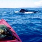 South Maui: Whale Watch Kayaking and Snorkel Tour in Kihei - Who Would Enjoy This Tour?