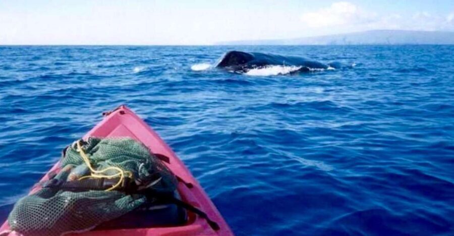 South Maui: Whale Watch Kayaking and Snorkel Tour in Kihei - Who Would Enjoy This Tour?