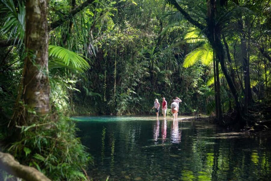 Southern Daintree Explorer Tour - Half Day - How It Compares to Similar Experiences