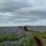 southern Iceland: Black beach riding tour - The Value of the Black Sand Beach Horseback Ride