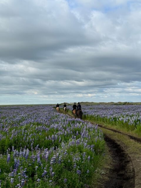 southern Iceland: Black beach riding tour - The Value of the Black Sand Beach Horseback Ride