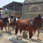 Sovereign Hill & 12 Apostle Private Tour  Up to 14 pax - An In-Depth Look at the Tour Experience