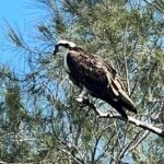 Space Coast Manatee & Coastal Wildlife Kayak Tour - The Experience in Detail: What to Expect