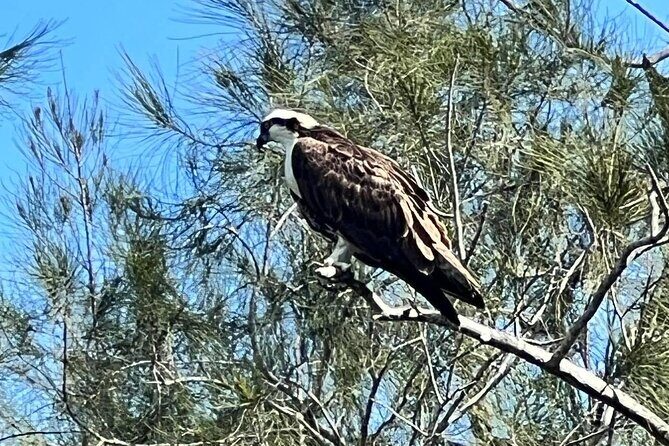 Space Coast Manatee & Coastal Wildlife Kayak Tour - The Experience in Detail: What to Expect