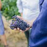 Sparkling Masterclass with Vineyard Tour and 4 Course Lunch - The Sum Up: Who Should Consider This Tour?