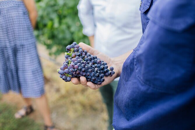 Sparkling Masterclass with Vineyard Tour and 4 Course Lunch - The Sum Up: Who Should Consider This Tour?