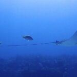 SPECIAL!! 2 Tank Wreck & Drift Reef dives - The detailed experience: what to expect from start to finish