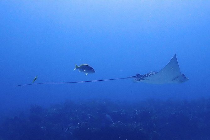 SPECIAL!! 2 Tank Wreck & Drift Reef dives