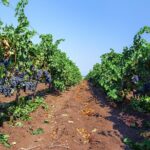Special History And Wine Tour including Wine Tasting - Exploring the Details of the Tour