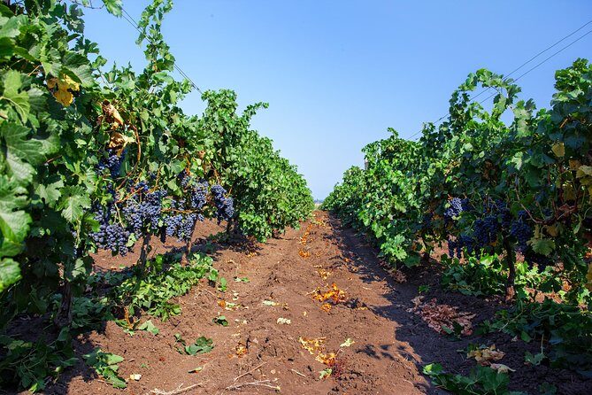 Special History And Wine Tour including Wine Tasting - Exploring the Details of the Tour