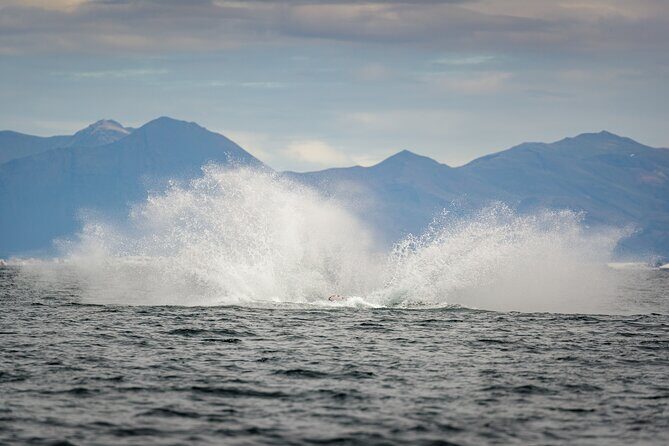 Speedboat Whale Watching Small-Group Tour in Reykjavik - Guides and Personal Attention