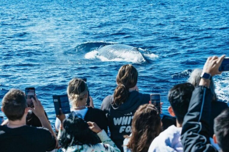 Spirit of Gold Coast 2.5-Hour Whale Watching Tour - An In-Depth Look at the Whale Watching Experience