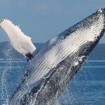 Spirit of Hervey Bay Whale Watching Cruise - Authenticity and Review Highlights