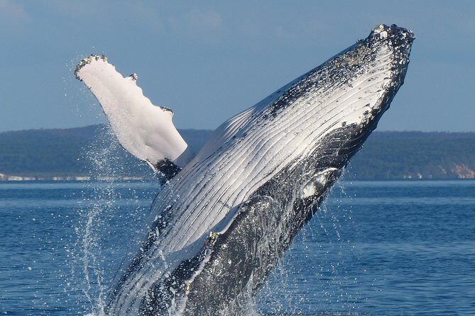 Spirit of Hervey Bay Whale Watching Cruise - Authenticity and Review Highlights