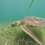 sport fishing and snorkeling in the reef in costa maya - Who Should Book This Tour?