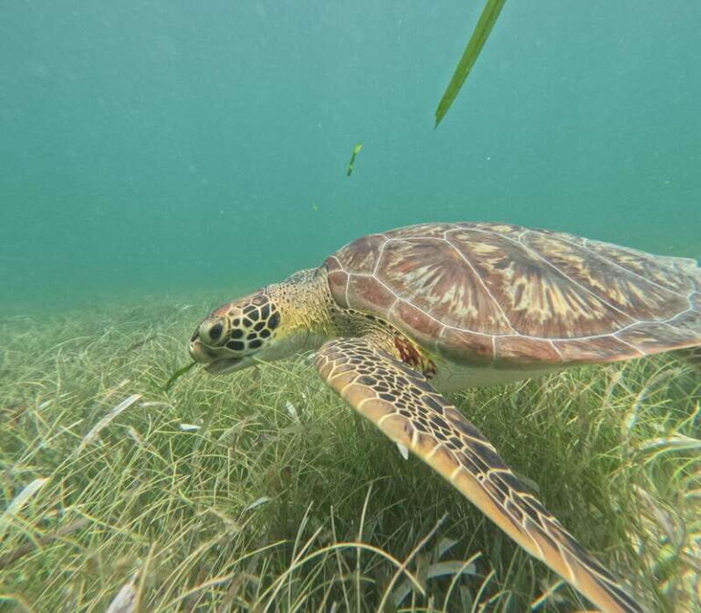 sport fishing and snorkeling in the reef in costa maya - Who Should Book This Tour?
