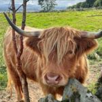 St Andrews, Falkland Palace, Fife Fishing Villages Tour - Final Thoughts: Is This Tour Right for You?