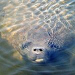 St. Augustine: Dolphin and Wildlife Historical Boat Tour - Price and Value