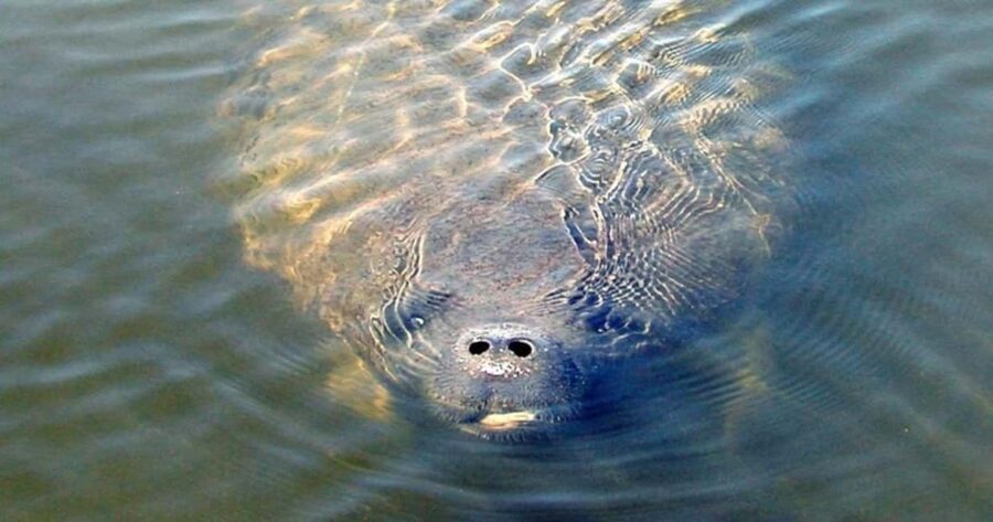 St. Augustine: Dolphin and Wildlife Historical Boat Tour - Price and Value