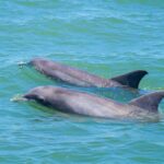 St. Augustine: Expert-Led Dolphin & Wildlife Eco Adventure - FAQ