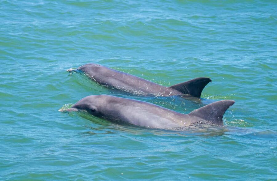 St. Augustine: Expert-Led Dolphin & Wildlife Eco Adventure - FAQ