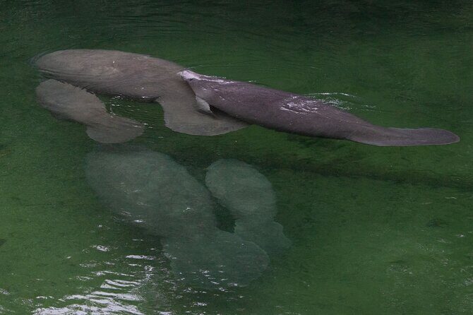 St. Johns River Cruise - Blue Spring State Park - An In-Depth Look at the Blue Spring State Park River Cruise
