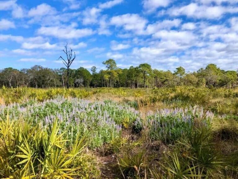 St. Petersburg: Lake Maggiore Bike Tour with Guide - Who Should Consider This Tour?