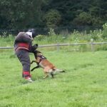 stag dog chase Krakow prank - FAQ