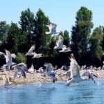 Stand Up Paddle at Skadar lake and Hiking from Valbona to Theth in 4 Days - Who Should Consider This Tour?