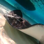 Starfish, Stingrays and the Turtle Sanctuary Snorkeling Tour - The Sum Up