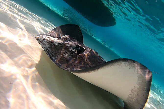 Starfish, Stingrays and the Turtle Sanctuary Snorkeling Tour