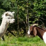 Steim Farm Experience in Vik, Norway - An In-Depth Look at the Steim Farm Experience