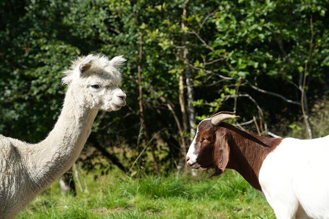 Steim Farm Experience in Vik, Norway - An In-Depth Look at the Steim Farm Experience
