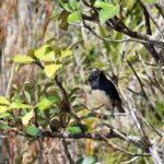 Stewart Island Fly Explore Fly ex Queenstown by Glenorchy Air - FAQ