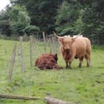 Stirling Castle, Hairy Coo's & The Trossachs - FAQ