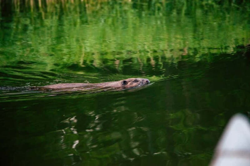 Stockholm: Archipelago Family-Friendly Private Kayaking Tour - Analyzing the Value for Your Money